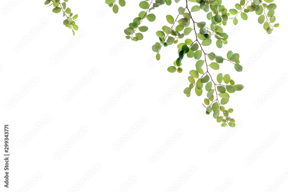 Fresh green leaves with branch on white background Fresh green leaves with branch on white background