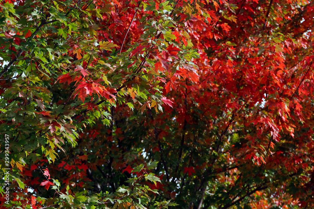 Autumnm colors in an urban park Autumnm colors in an urban park