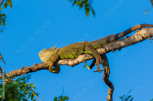 Iguana tanning on a tree branc