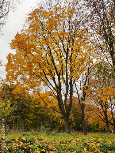 Maple trees with yellow leaves in the park in autumn
