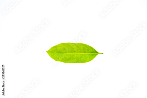 Small green leaf on white background