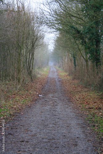 Road in the forest © Анна Стриганова