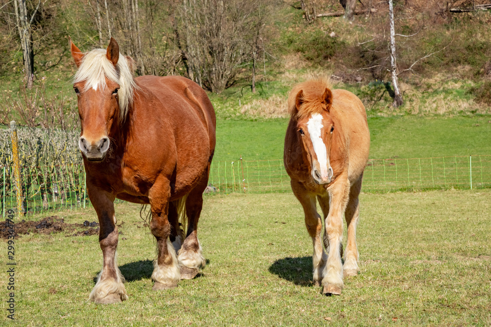 Horses walking in paddock on farm Horses walking in paddock on farm