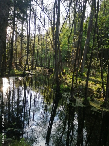 Jezioro w lesie i oiranku