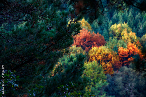 Forest in autumn colors © Laiotz