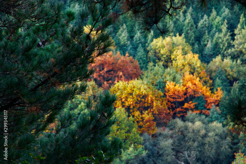 Forest in autumn colors © Laiotz