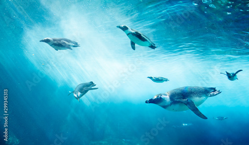 Diving penguin herd. Ocean underwater with marine animals. Sun rays passing through the water surface.