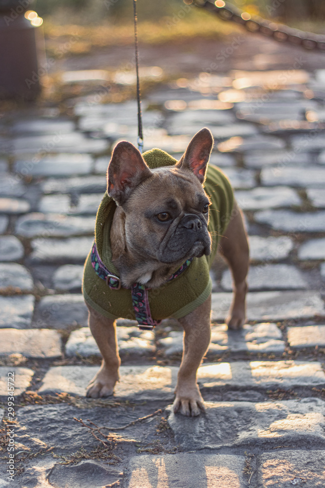 Cute French Bulldog wearing green Hoodie, pavement