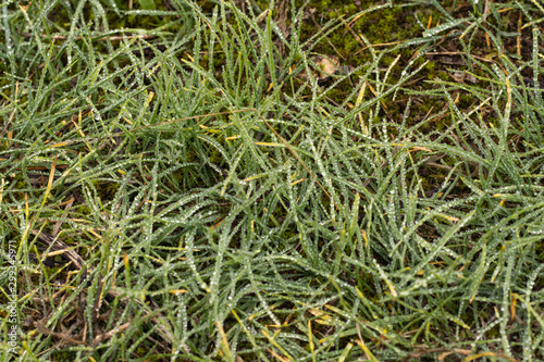 Dew from fog on Lush Autumn Green Grass