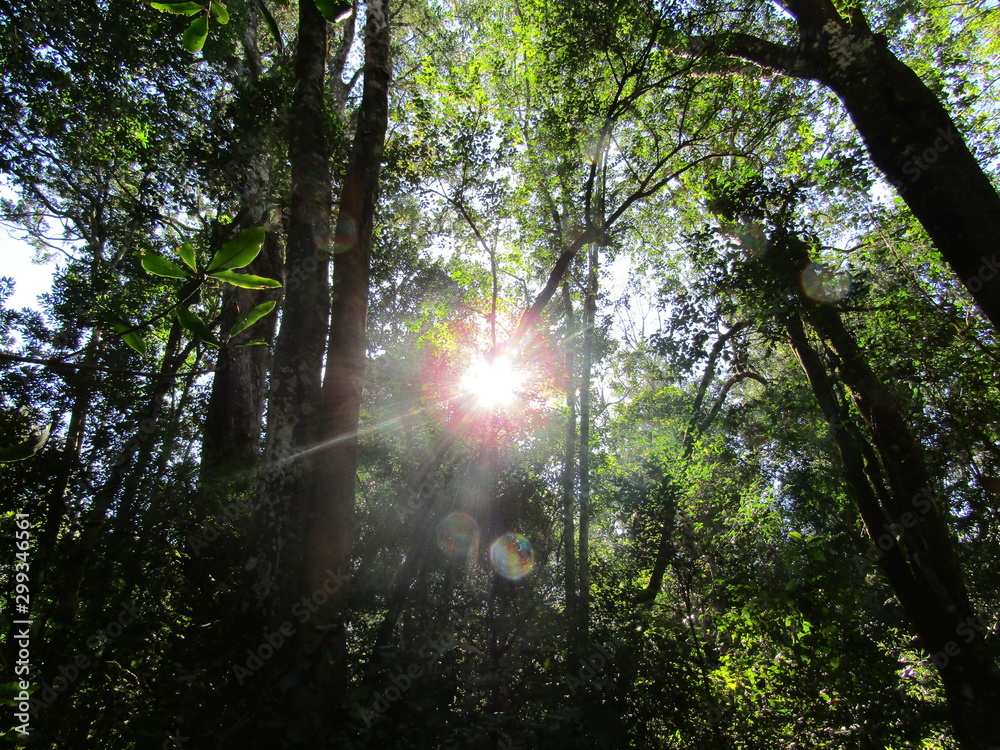 Obraz premium sun in the forest