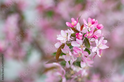 pink flowers in garden