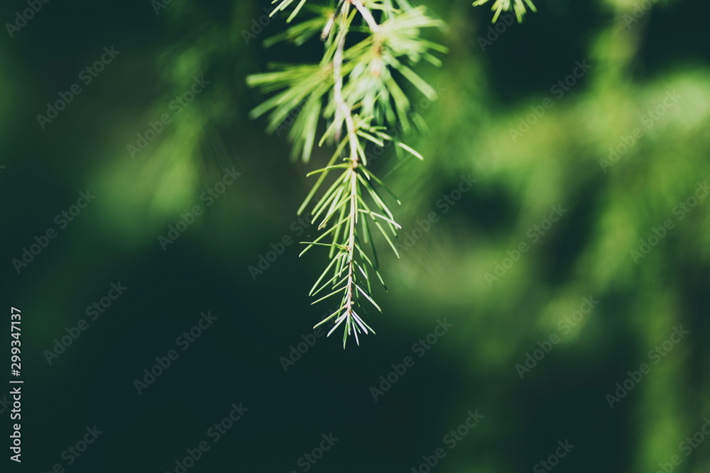 Fir twig, foreground nature Fir twig, foreground nature
