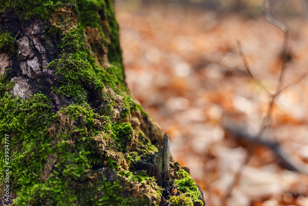 Beautiful autumn background with tree with moss on roots. Inspiration nature. Autumn concept. Nature background. Selective focus. Macro shot. The texture of the wood overgrown with moss Beautiful autumn background with tree with moss on roots. Inspiration nature. Autumn concept. Nature background. Selective focus. Macro shot. The texture of the wood overgrown with moss