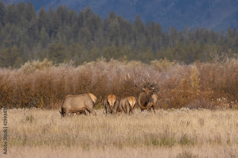 Naklejka premium Herd of Elk During the Fall Rut in Wyoming