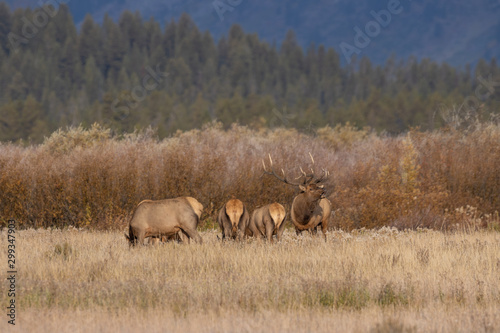 Herd of Elk During the Fall Rut in Wyoming