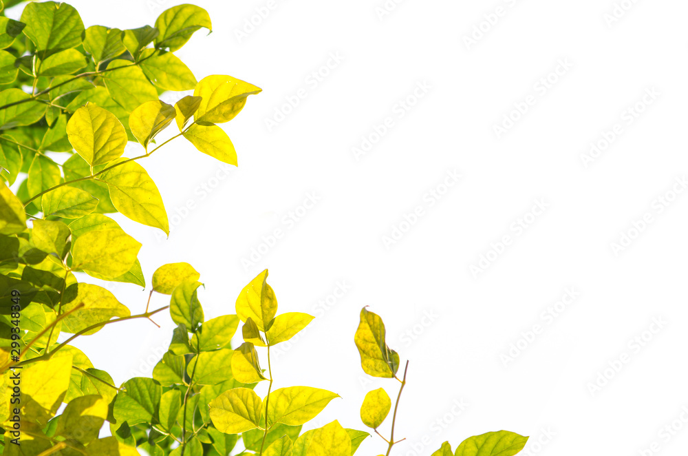 Obraz premium autumn leaves on white background