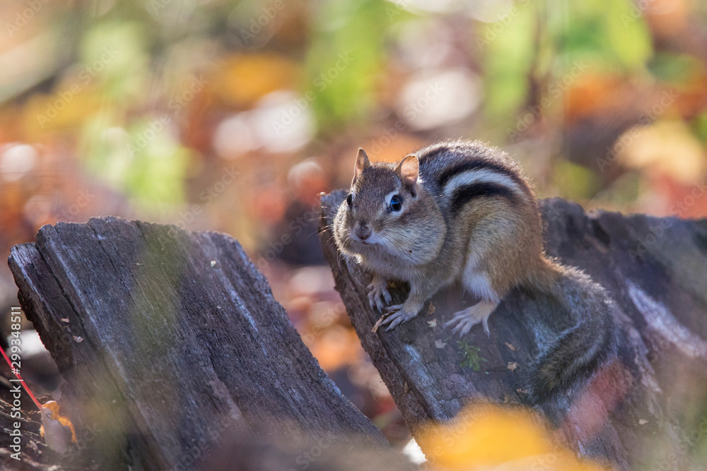 eastern chipmunk in autumn eastern chipmunk in autumn