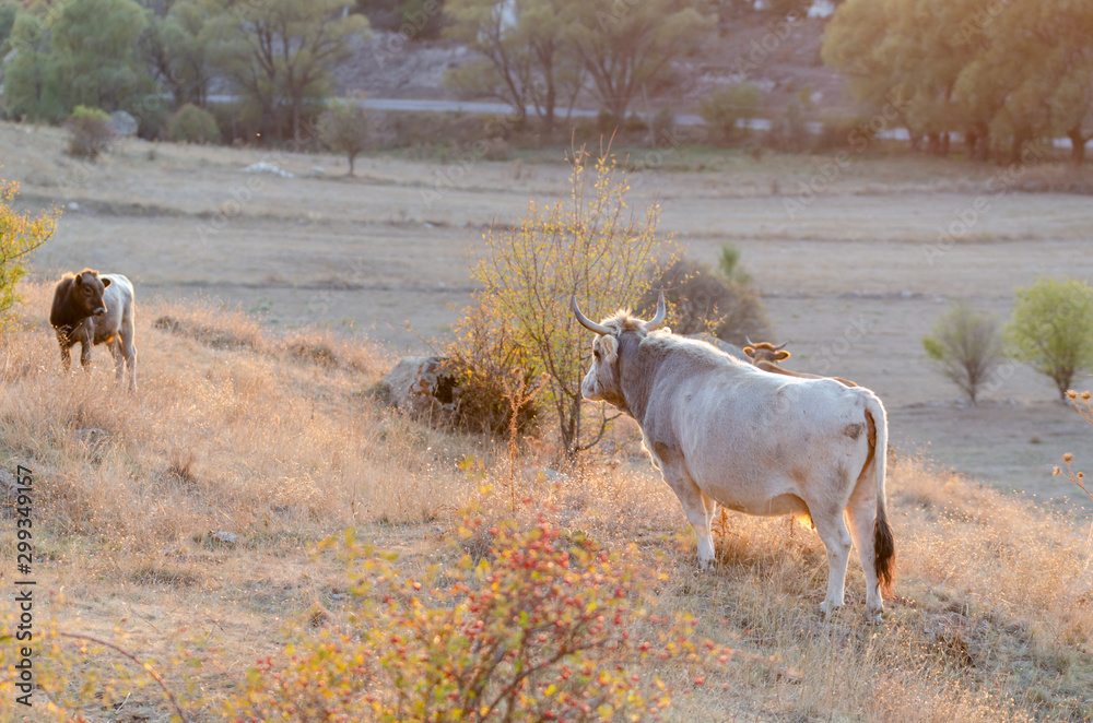 Fototapeta premium Pasture with cows in autumn day