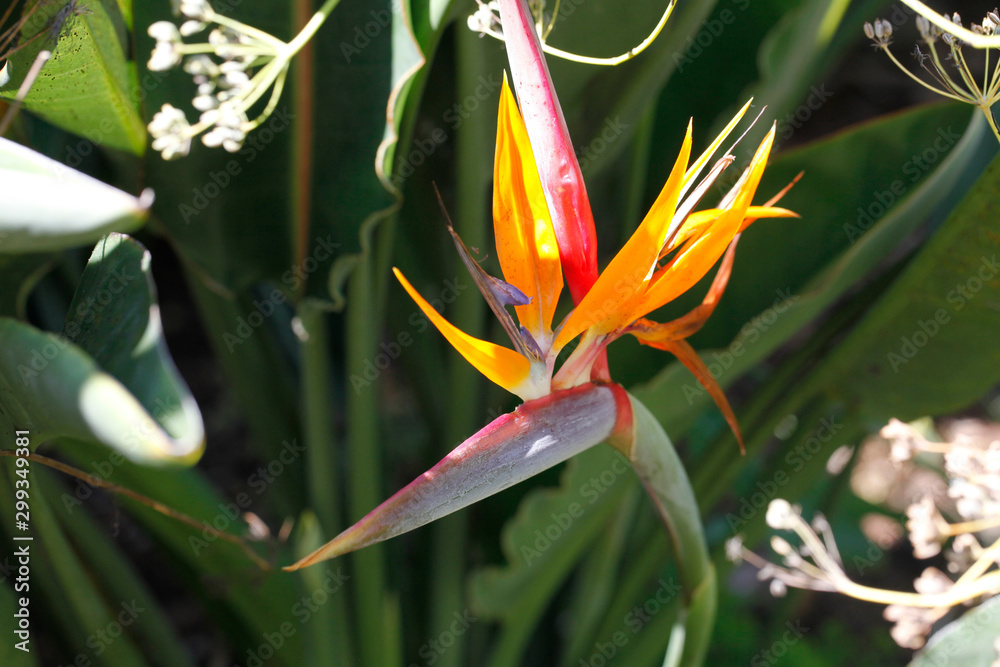 Obraz premium Strelitzia