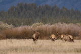 Herd of Elk During the Fall Rut in Wyoming