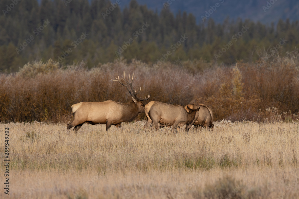 Naklejka premium Herd of Elk During the Fall Rut in Wyoming