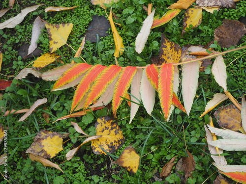 autumn leaves on grass