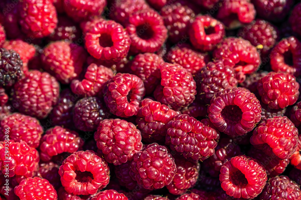 Fresh raspberries background closeup. Backdrop for your design . The concept of a healthy diet. Copy space. Fresh raspberries background closeup. Backdrop for your design . The concept of a healthy diet. Copy space.