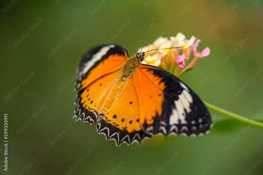 Kleiner Monarch (Danaus chrysippus) auf Wandelröschenblüte Kleiner Monarch (Danaus chrysippus) auf Wandelröschenblüte