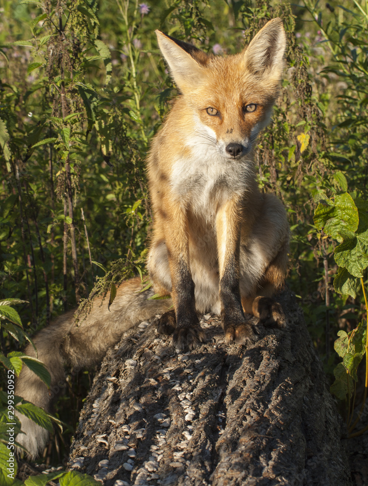 red fox