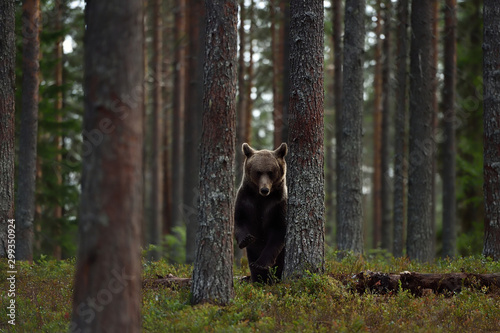 Brown bear in forest between the trees photo