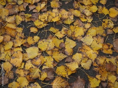 autumn leaves background