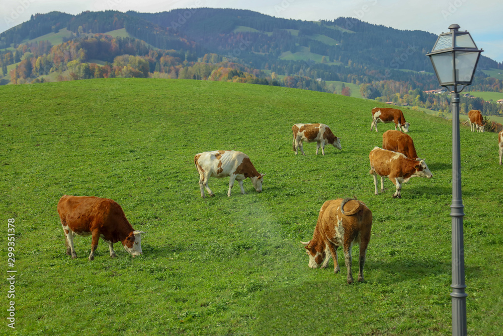 Fototapeta premium Group cow eatting grass in europe