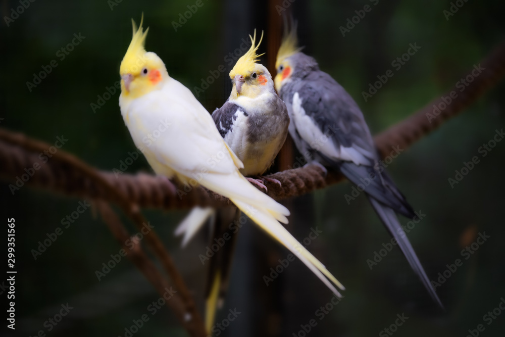 Image of three sitting cockatiel birds