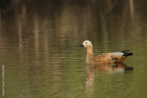 Photo of a duck swimming  © rahulraju