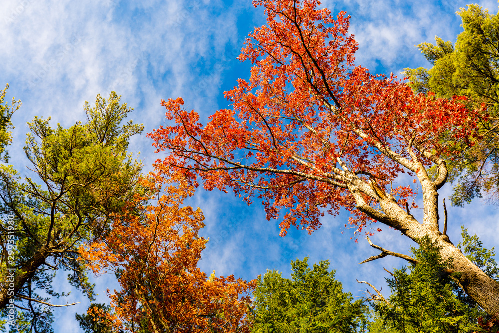 Colorful Closeup of  Trees in Foliage -New Hampshire.