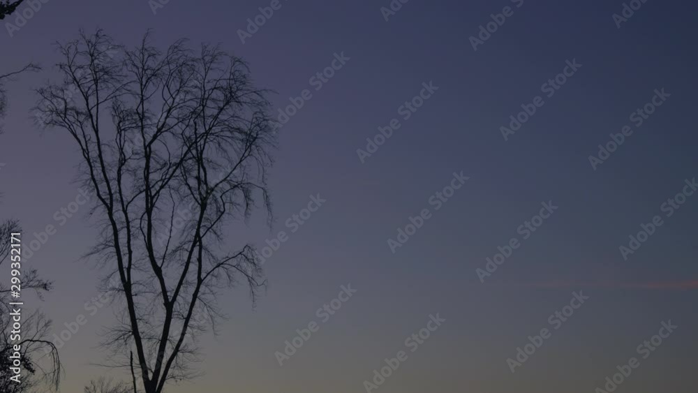 Strange tree in silhouette with no leaves in the blue red sunrise sky Strange tree in silhouette with no leaves in the blue red sunrise sky