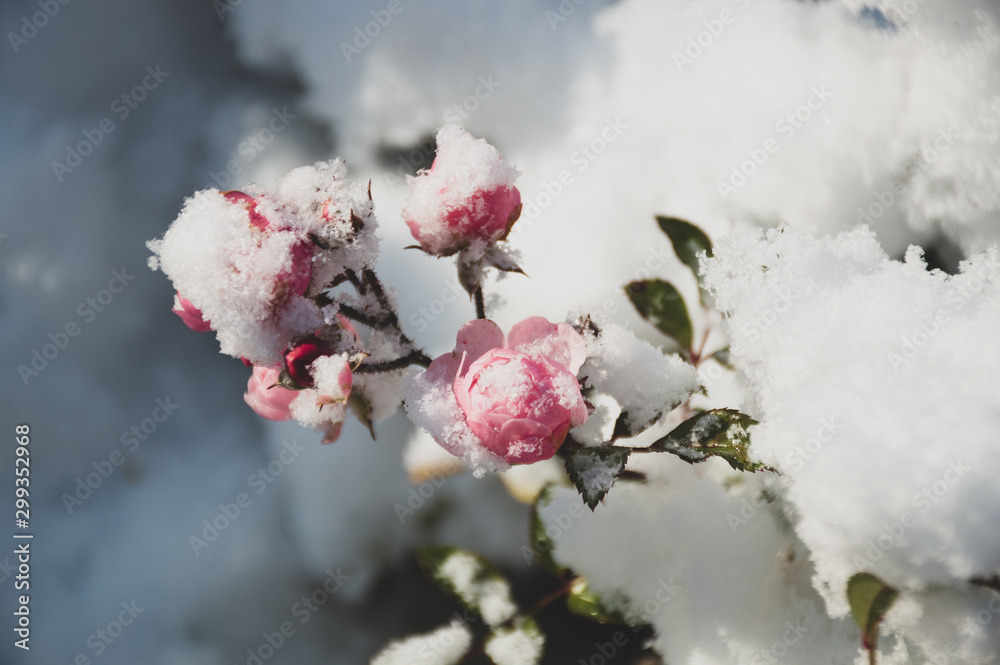 pink flower rose hip under snow pink flower rose hip under snow
