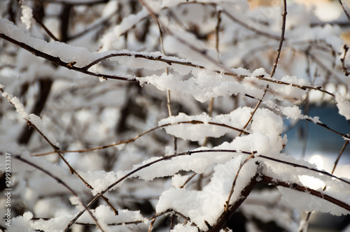 branches of a tree under snow © Alena Petrachkova