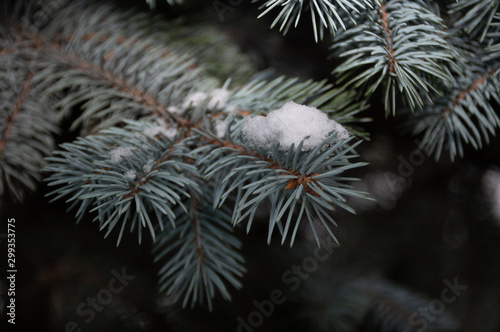 pine tree under snow