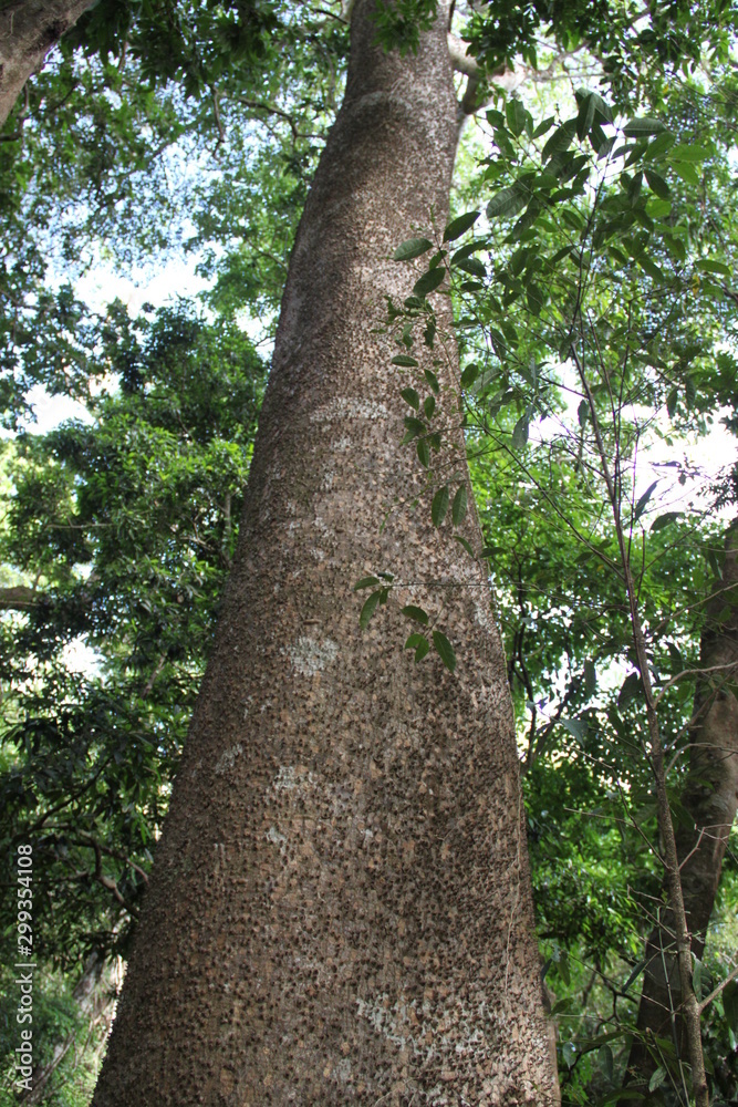 Fototapeta premium Ceiba speciosa
