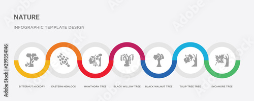 7 filled icon set with colorful infographic template included sycamore tree, tulip tree tree, black walnut black willow hawthorn eastern hemlock bitternut hickory icons