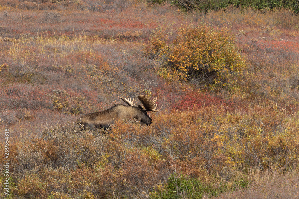 Alaska Yukon Bull Moose in Denali National Park in Autumn Alaska Yukon Bull Moose in Denali National Park in Autumn