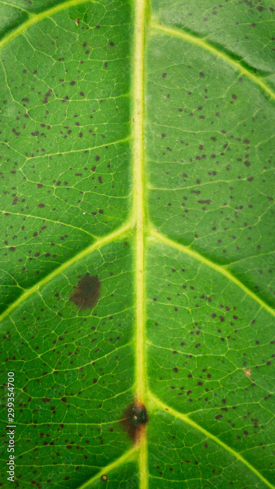 Textura da folha verde em detalhe com manchas escuras Textura da folha verde em detalhe com manchas escuras