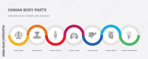 7 filled icon set with colorful infographic template included human hand bones, human heart, human liver, lungs, muscle, neck, ribs icons