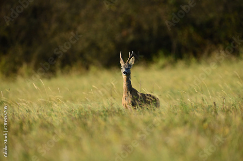 Roe deer walking on the meadow with green grass