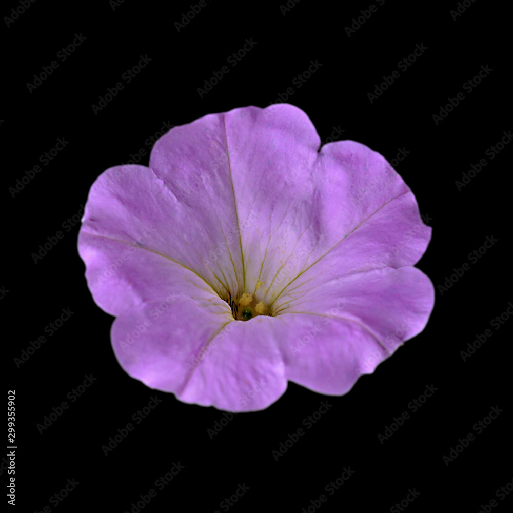 Beautiful purple flower isolated on a black background