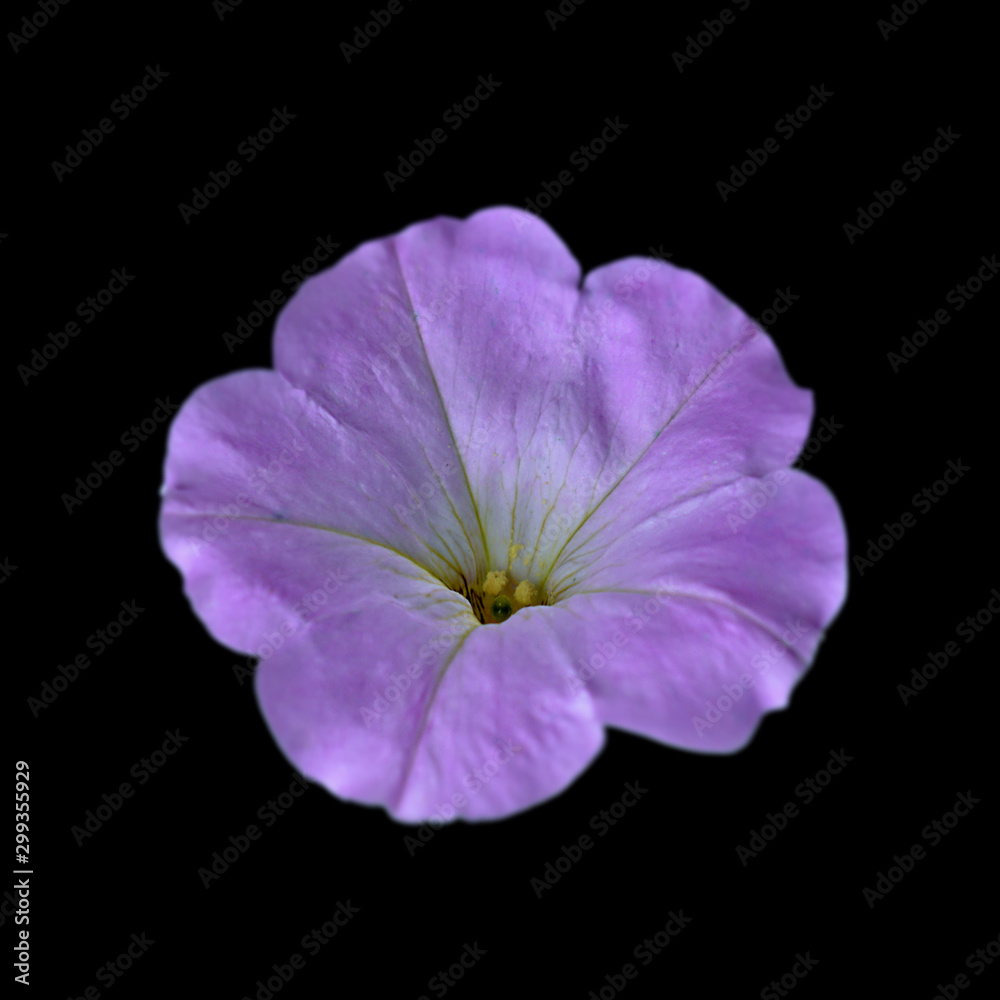 Beautiful purple flower isolated on a black background