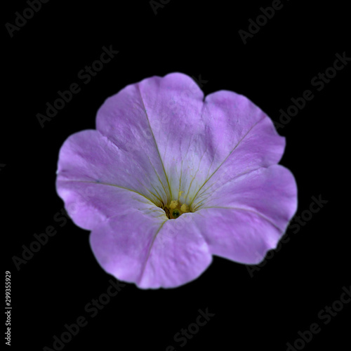 Beautiful purple flower isolated on a black background