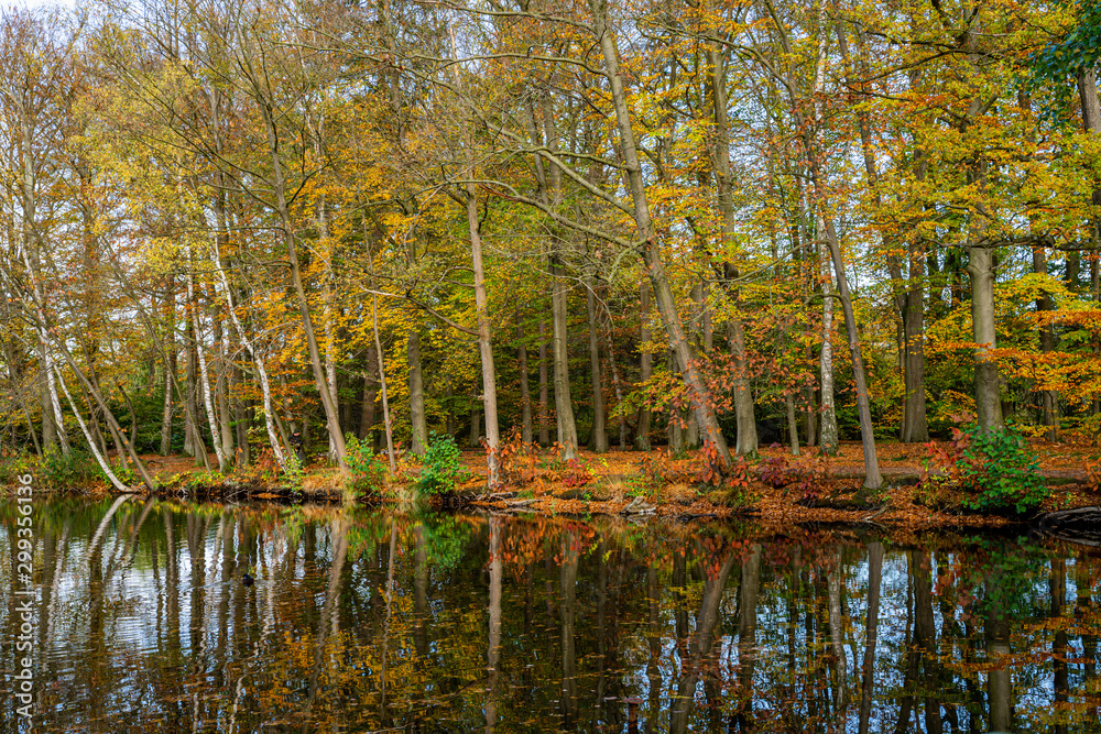 Herbstlicher Wald in Lüneburg, Deutschland