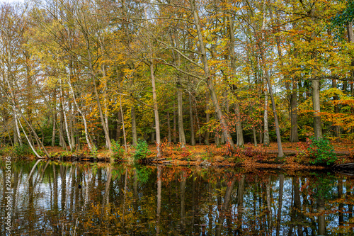 Herbstlicher Wald in L  neburg  Deutschland